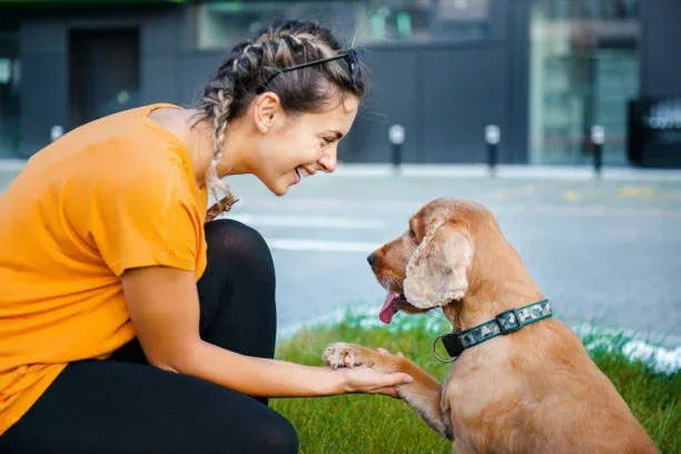 Life Changes After You Buy Dog Online Lucknow